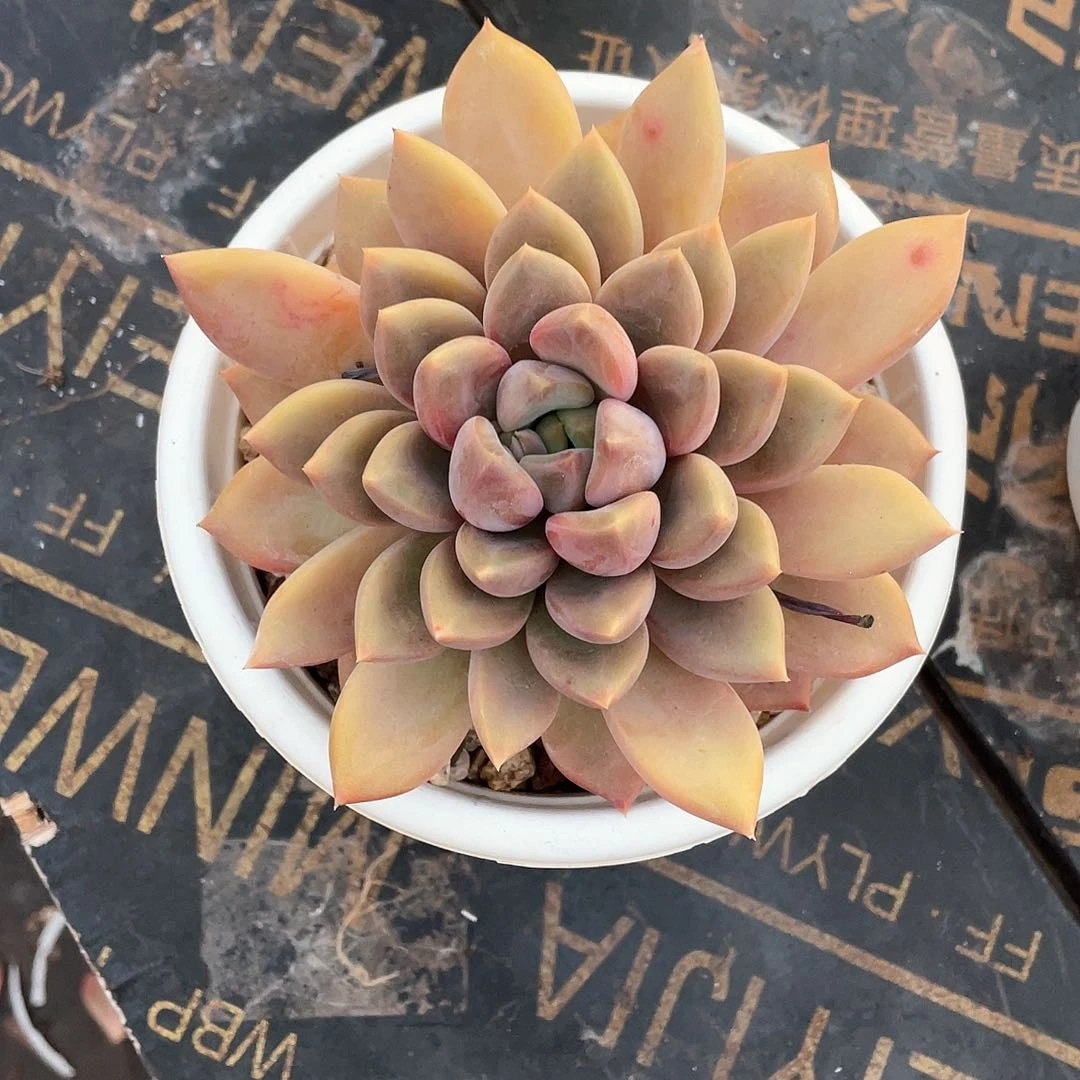 灸*爽多肉植物一物一拍