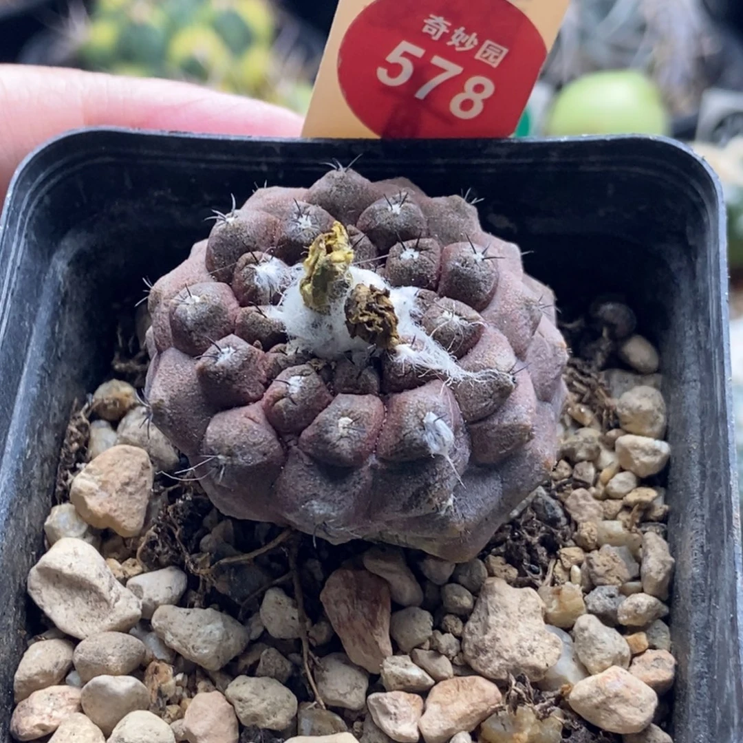 实生蜥蜴皮4cm一棵有畸形