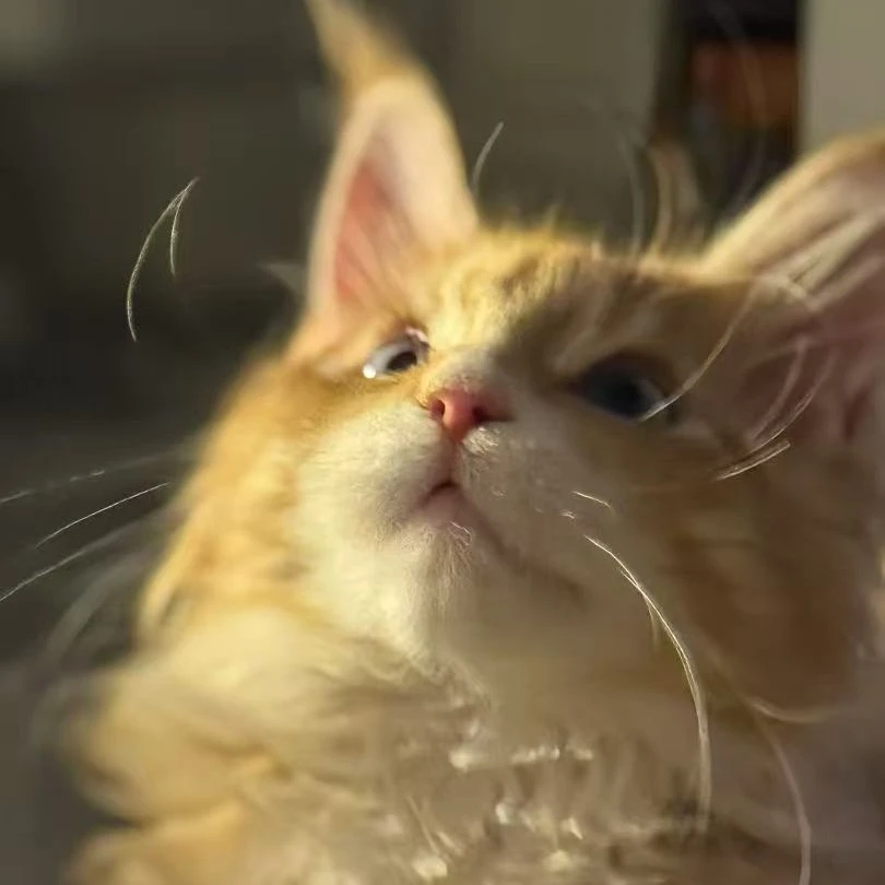 宠物双蓝眼红虎弟弟