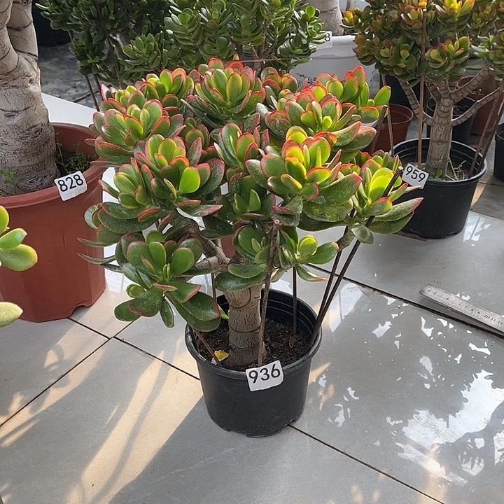 彩玉树花月独杆老桩