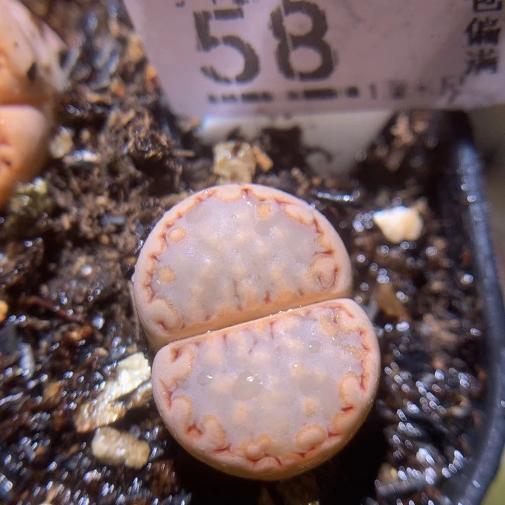 精品生石花214.58