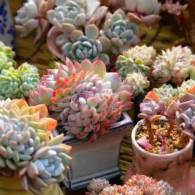 【超福链接】【满9.9包邮】星花怒放阳台露台办公多肉植物栽种养