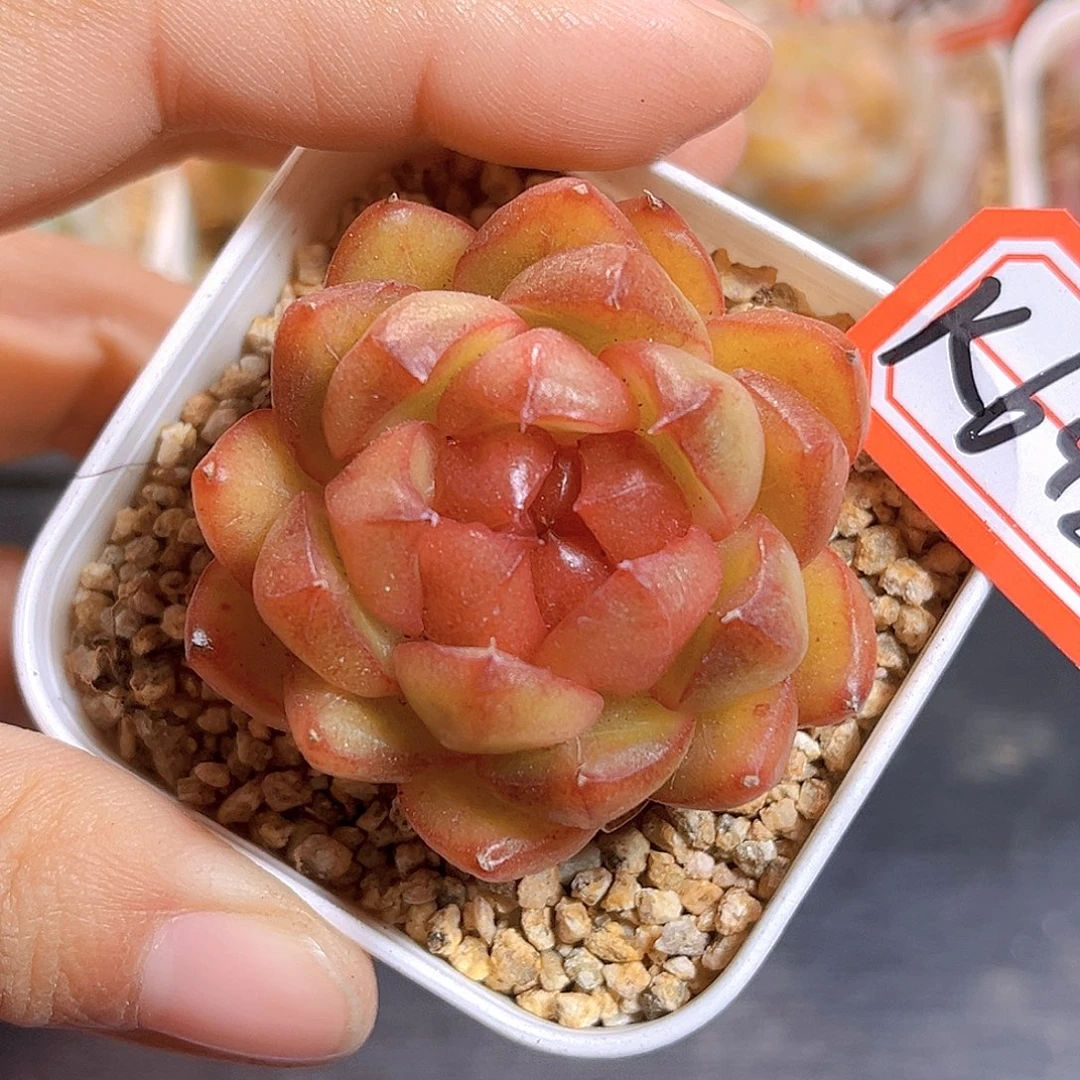 K648 糖果珍妮  满18包邮