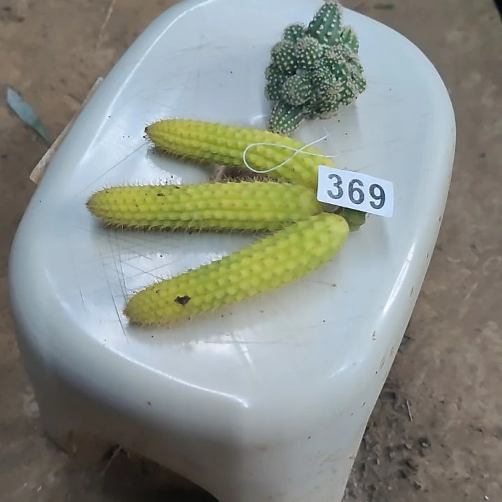 清***筑白檀四色头1个369