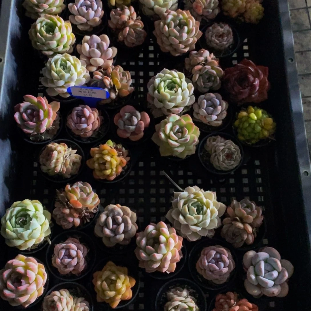 61-高端七彩美肉组合七个 带托架