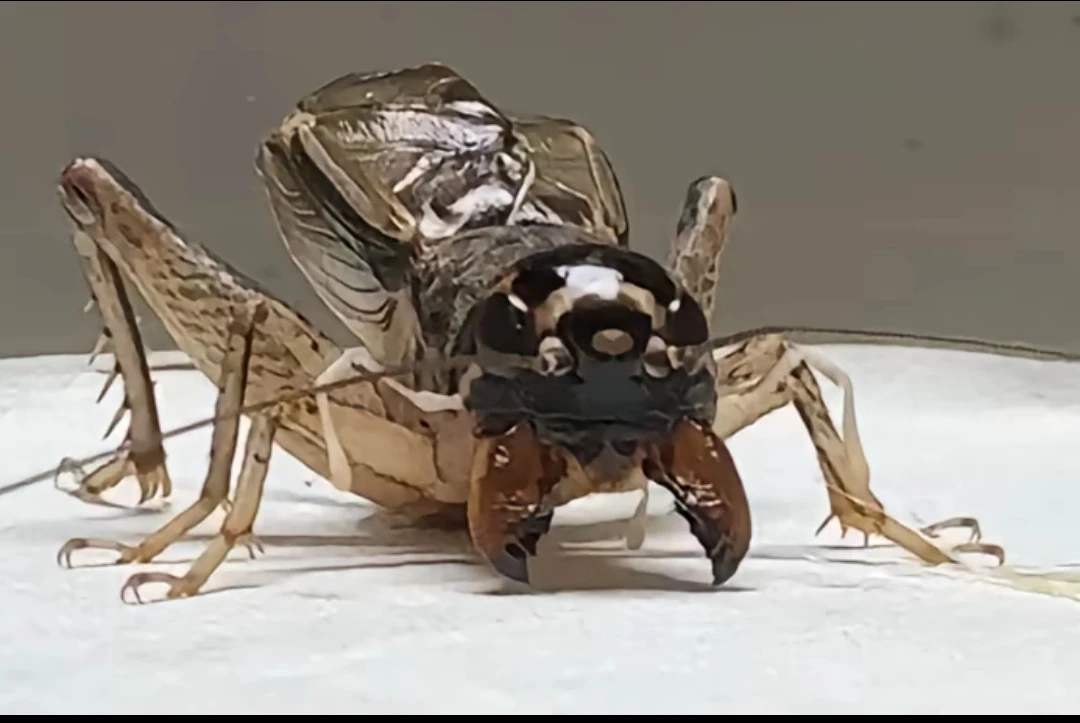 新出精品防秋蟋蟀 口重耐打体力强