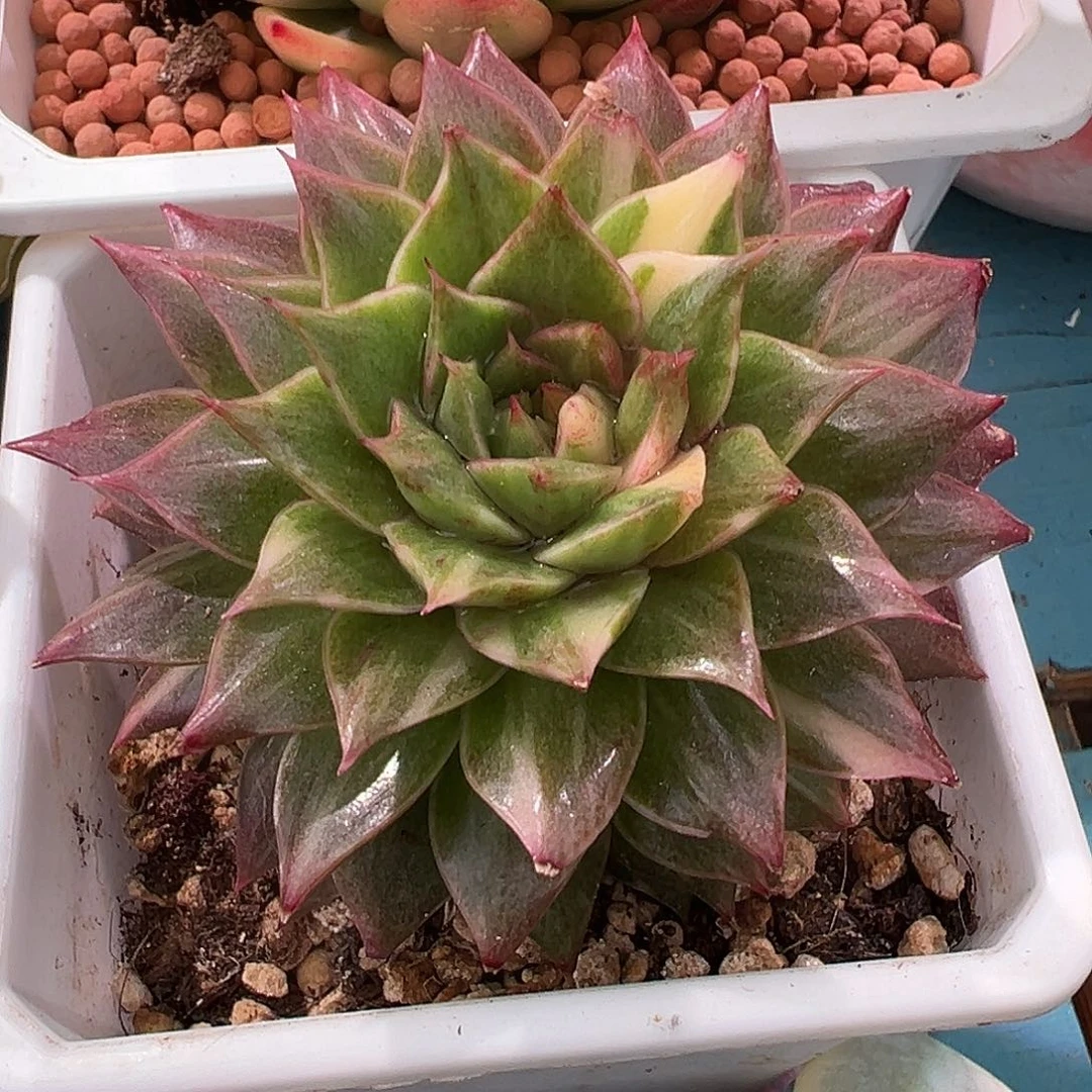 皮皮虾锦，拉丝锦