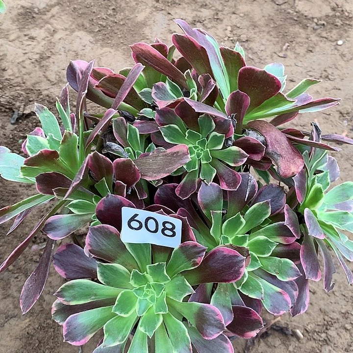 无花朵608金丝，缺有个干巴