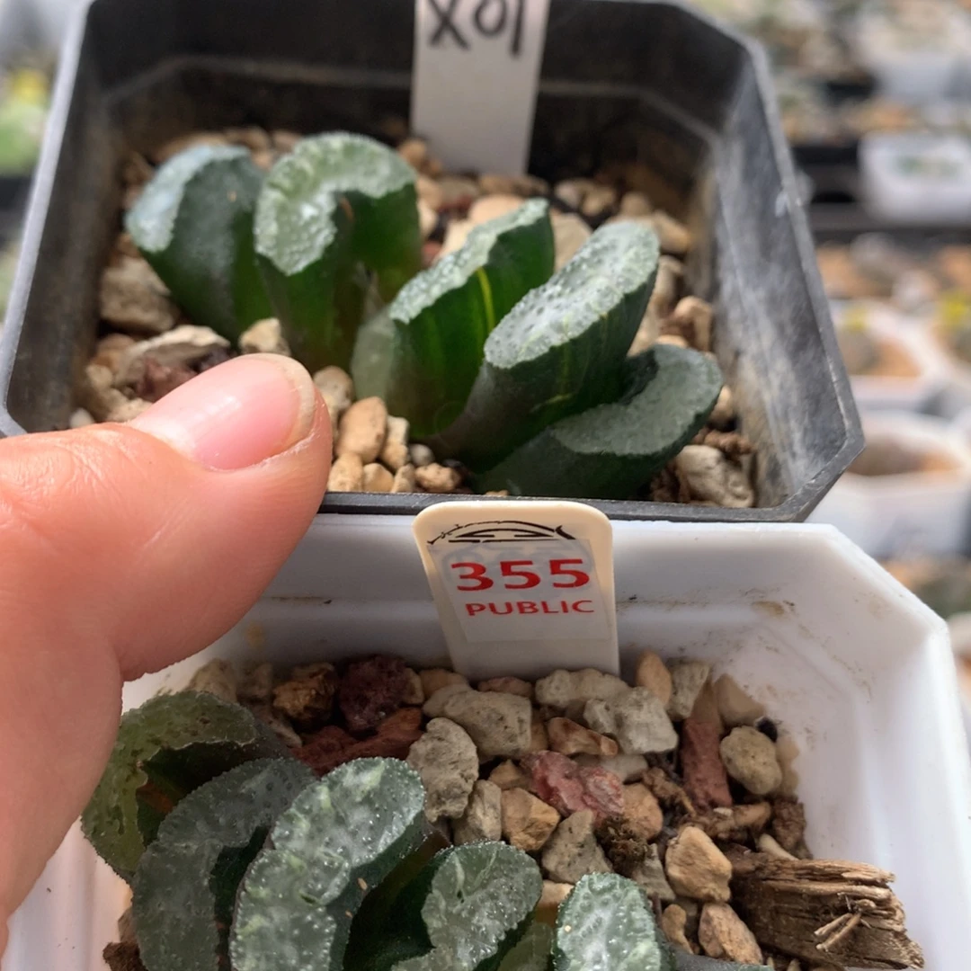 01、355福利杂玄武
