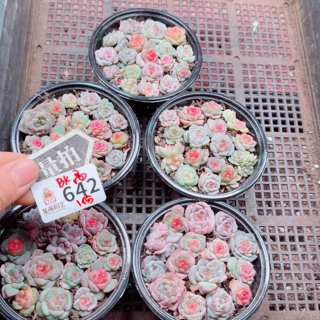 多肉植物多肉植物