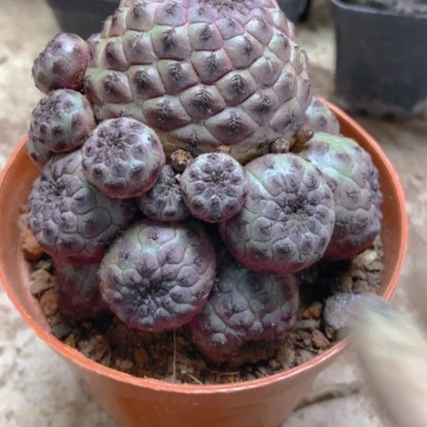 紫丽群仙人球18米仙人球