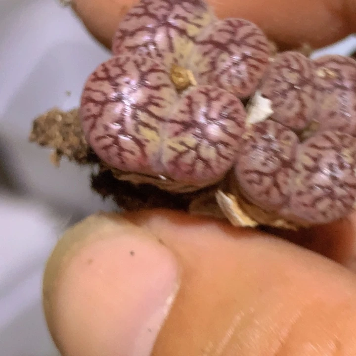 48968689656566666