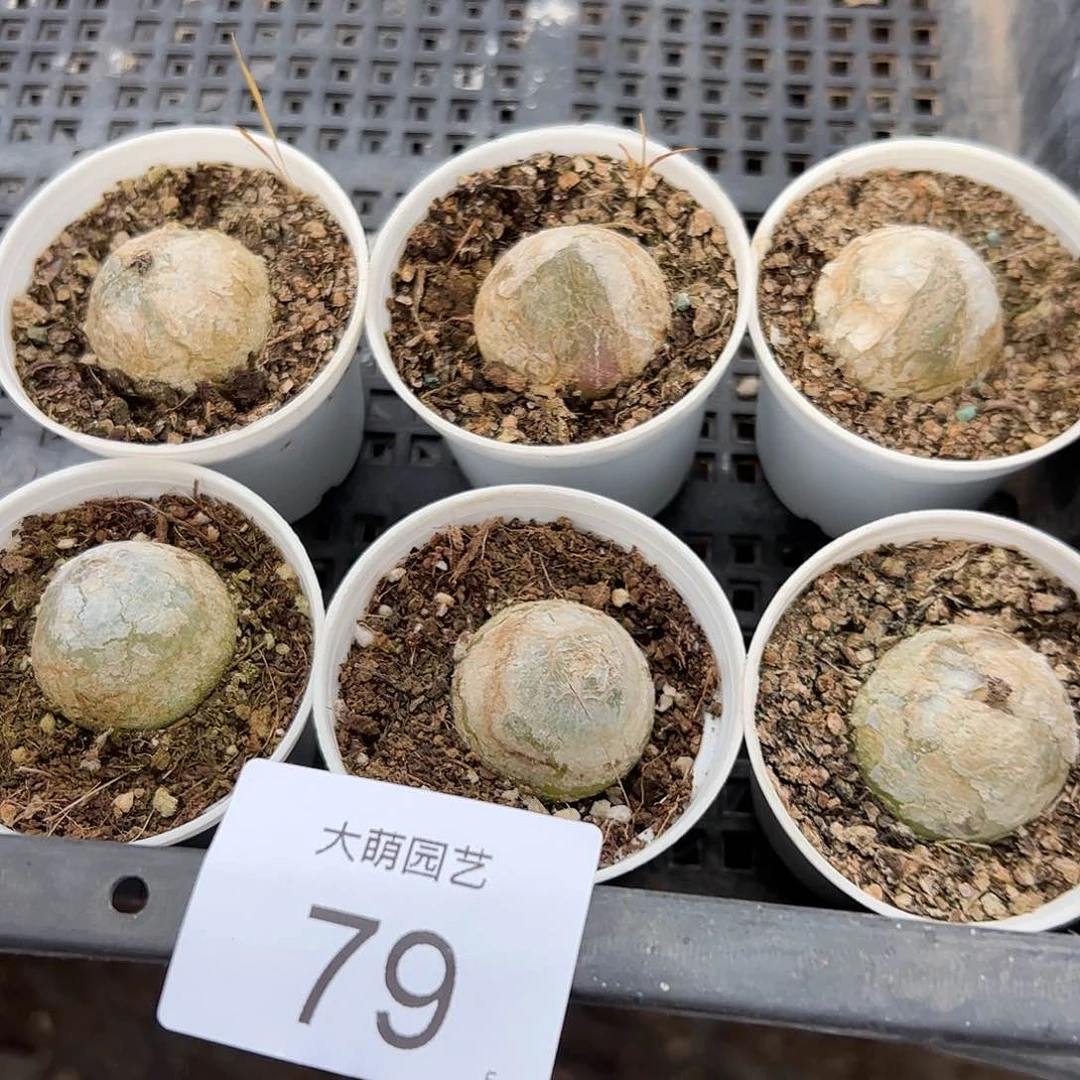 000079量拍以下1颗母本灯泡带盆土发