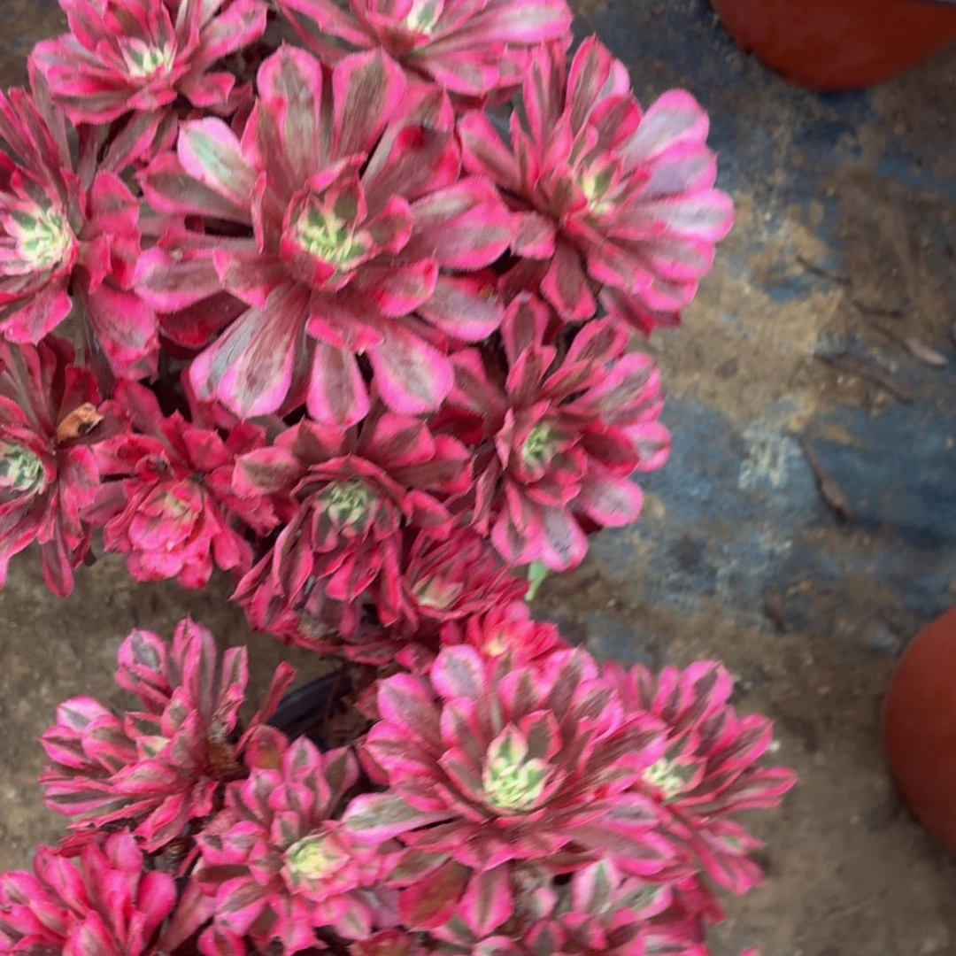 2棵红铜白丛林福利