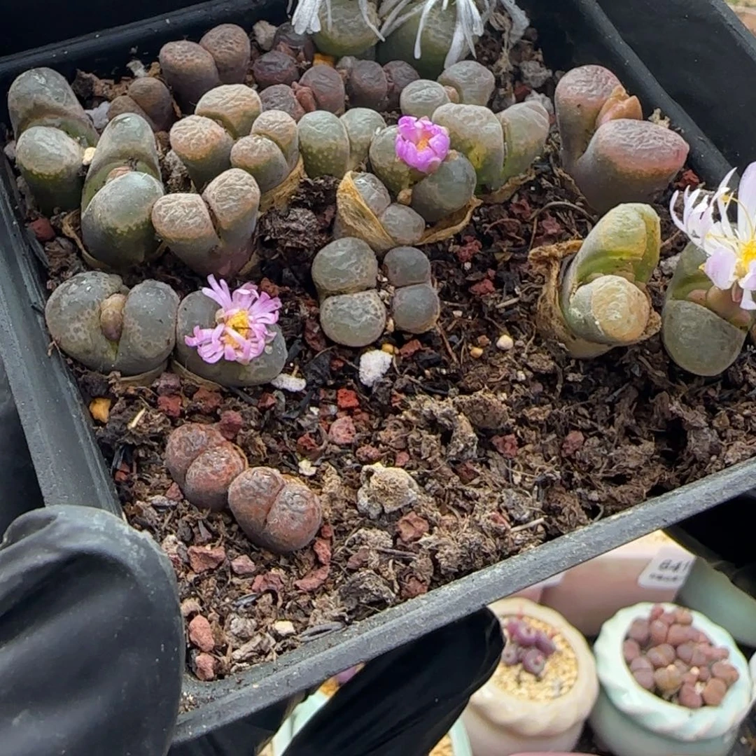 6684 -一物一拍 带盆