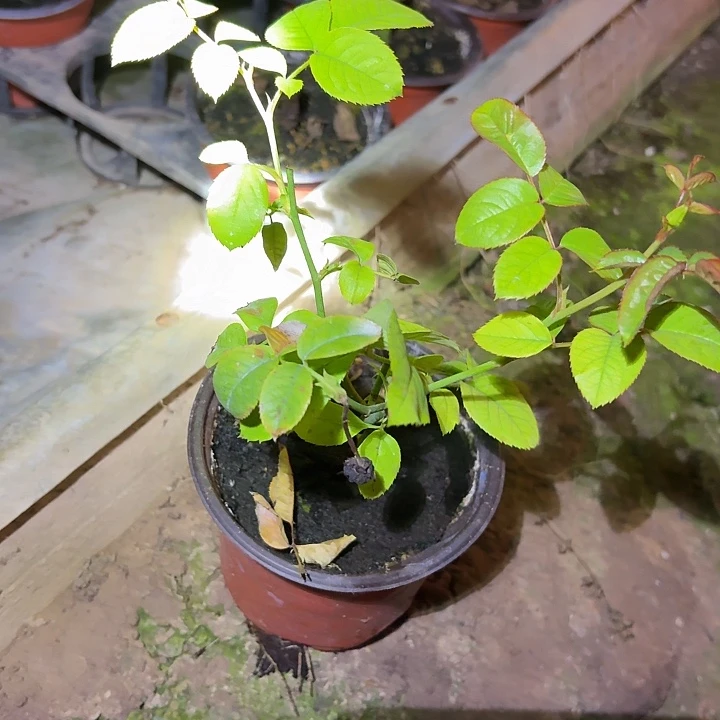 无花朵温柔的爱小苗