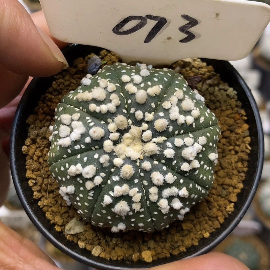 073花园福利特价来了