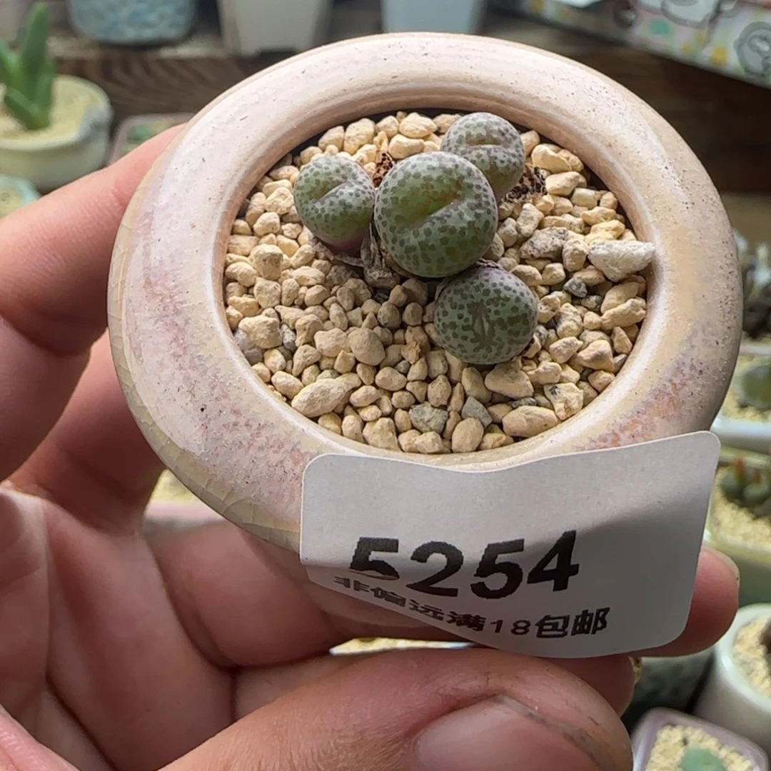 5254 -一物一拍 带盆