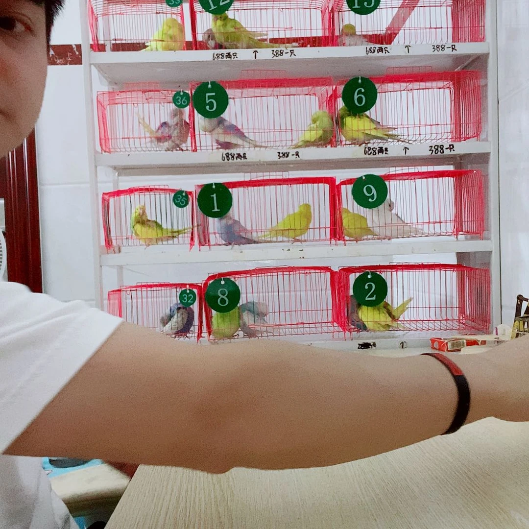 虎皮鹦鹉特色直播自己选款