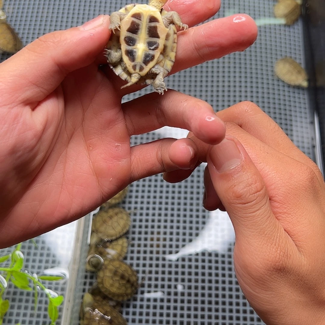 母绿毛龟?15号 30