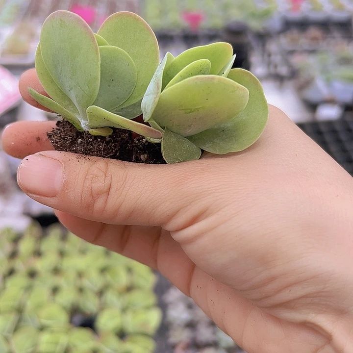 穴盘唐寅苗3颗多肉植物
