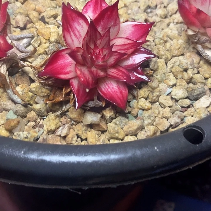阿***新惊鸿仙子多肉植物198