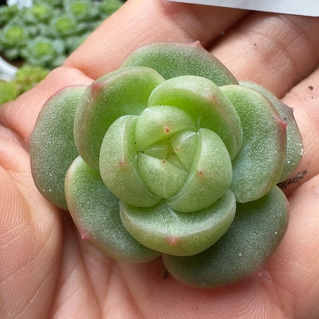 一物一拍一物一拍916-242