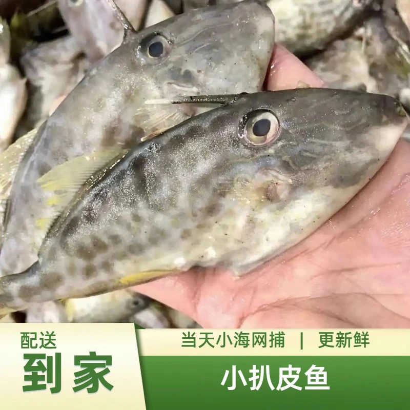 小扒皮鱼/野生海鱼/海南近海网捕垂钓新鲜海鱼/各种海鲜源头货源批发零售