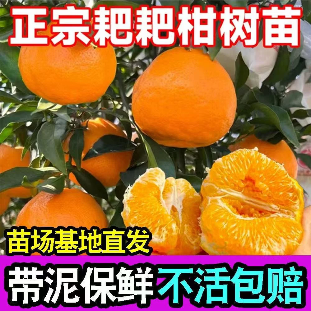 正宗嫁接无籽春见耙耙柑树苗柑橘树苗地栽丑橘苗当年结果橘子树苗