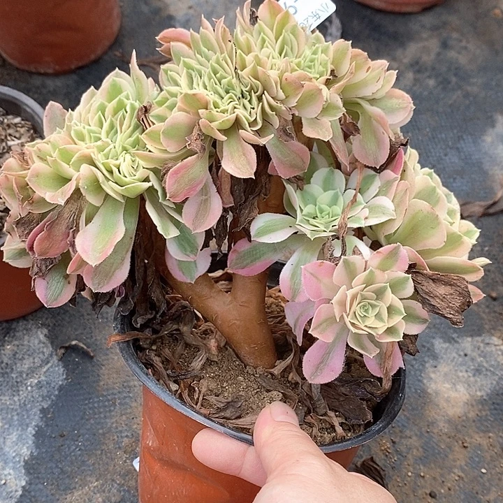 966女巫缀多肉植物法师