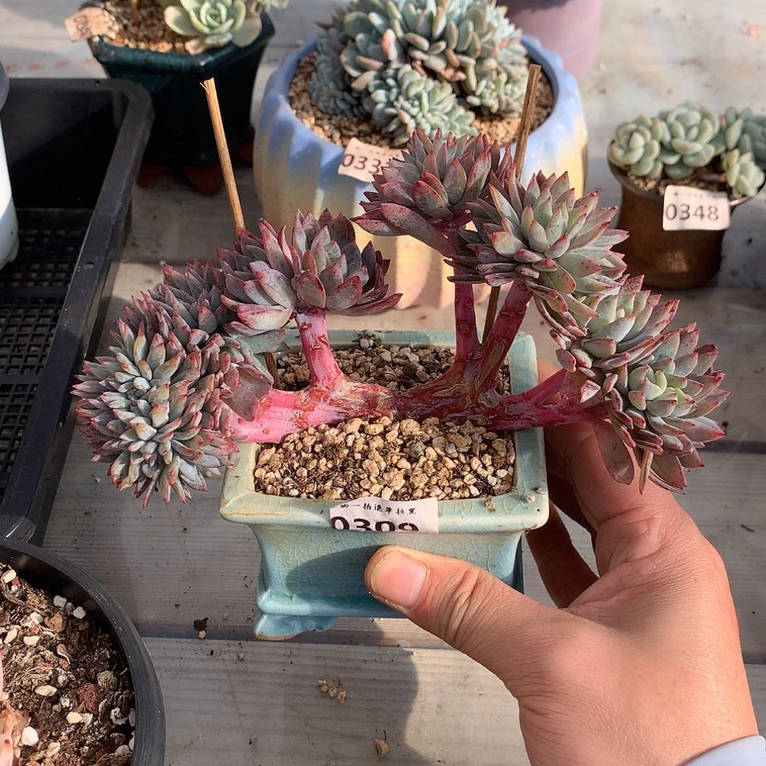 309全明星缀一颗17.5厘米