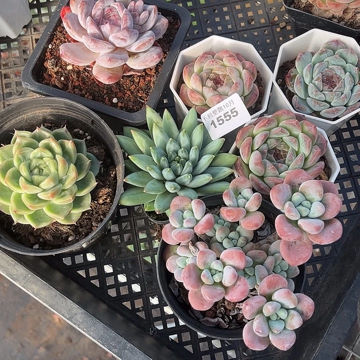 阿雅园艺。         1555