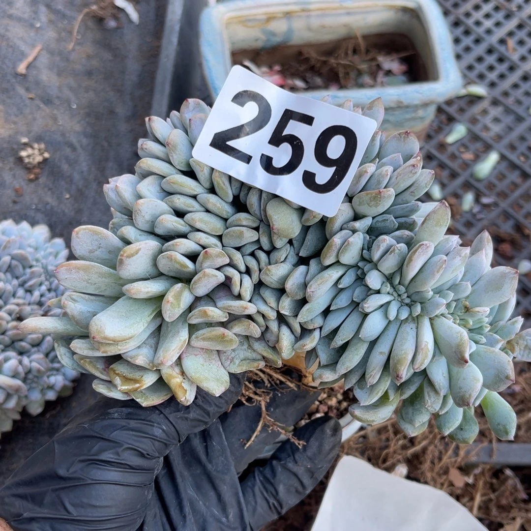 259哈哈哈哈哈哈哈哈哈好家伙