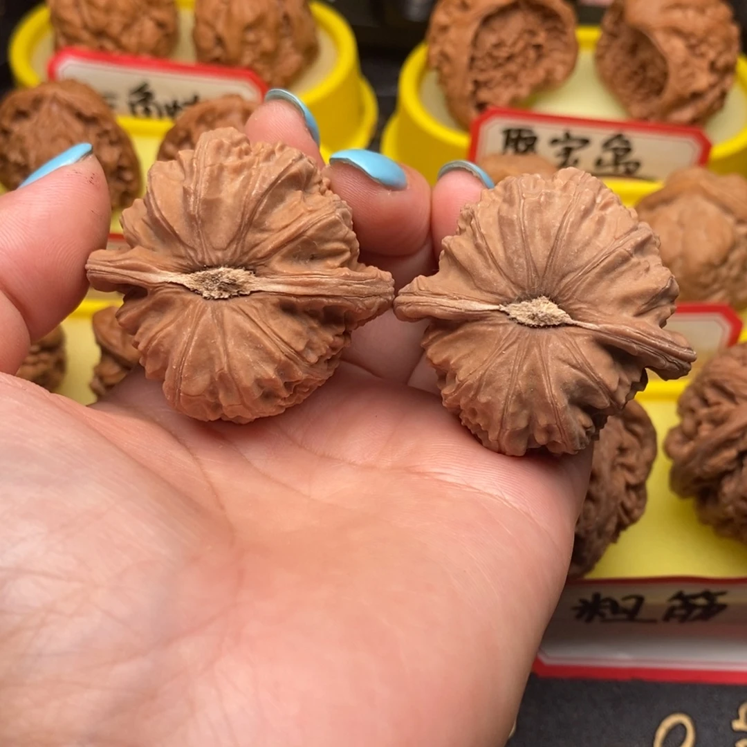 菩提籽类白狮子子