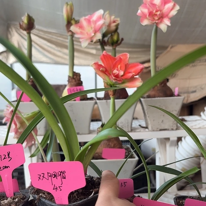无花朵双胭脂朱顶红直径4.5