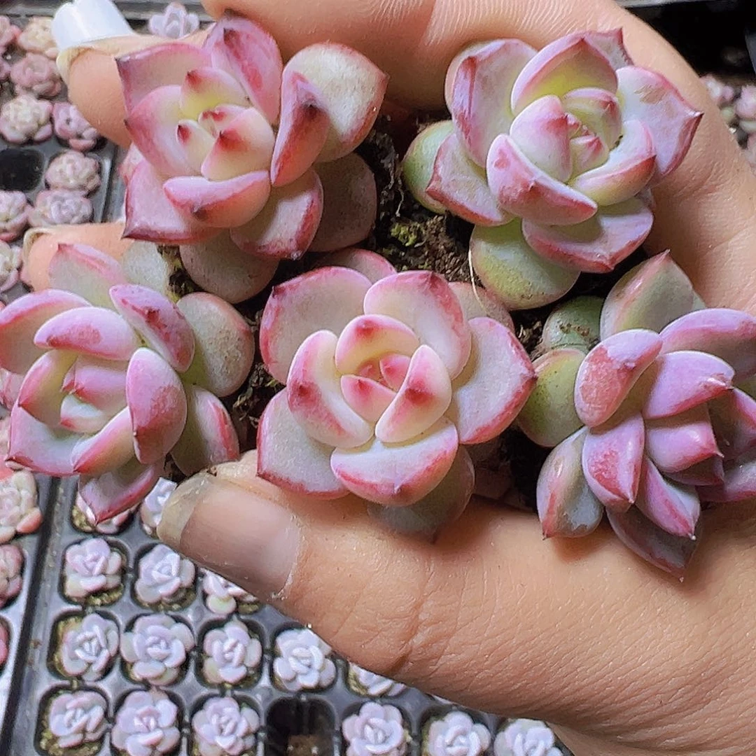 夜魔侠5个19包邮多肉植物