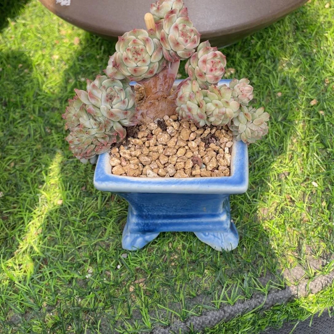 豆总精品多肉植物123456