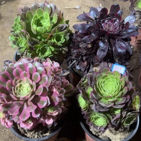 777多肉植物组合