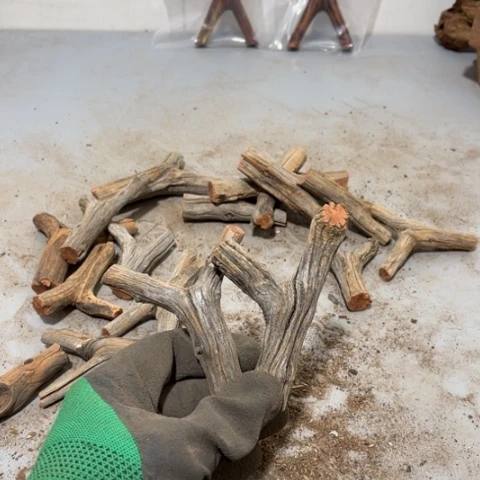 大果紫檀（缅甸花梨）国*