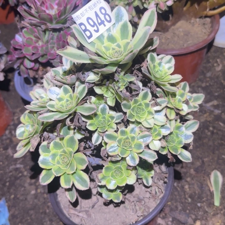 譚***¹白兰地……多肉植物的