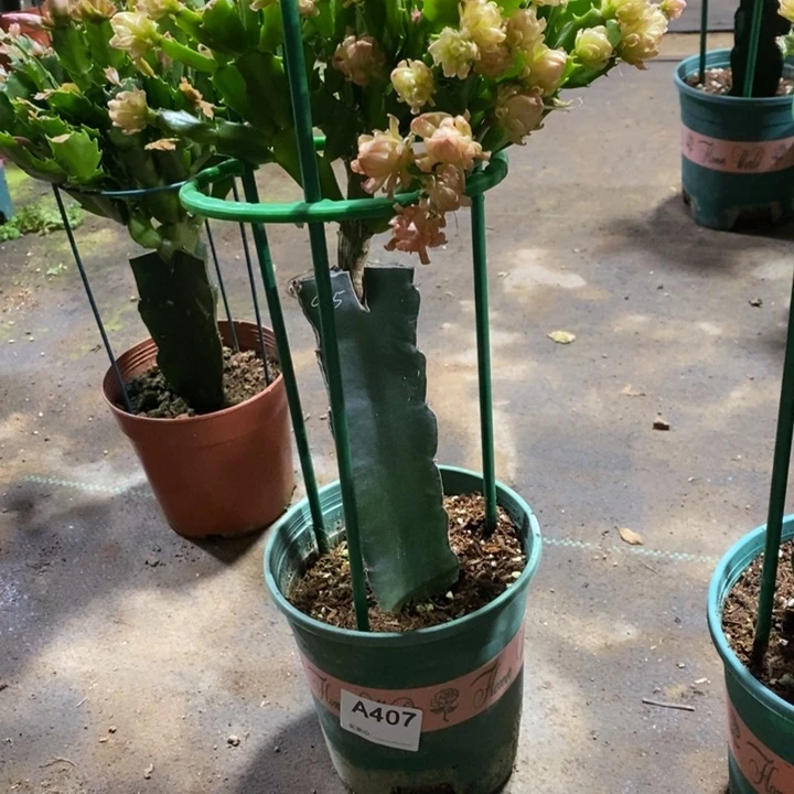 大部分花苞少量开放407嫁接045