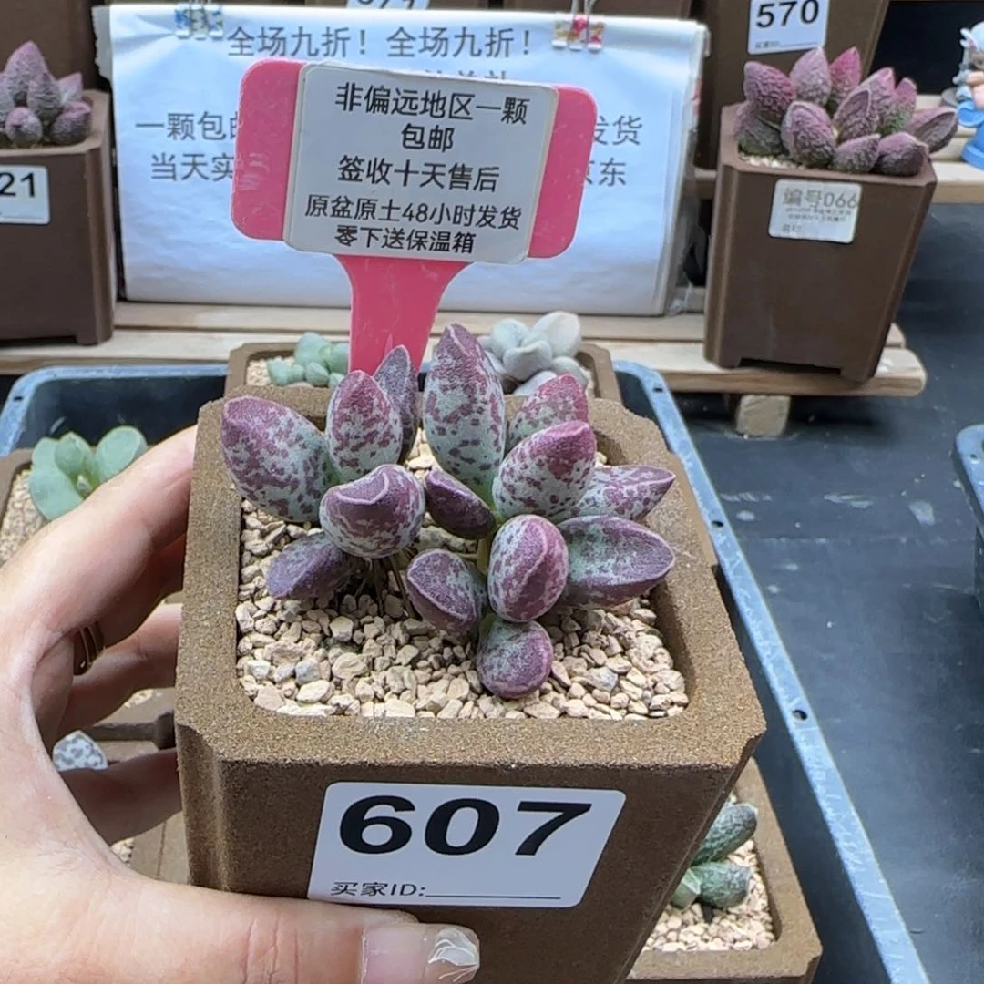 607艾薇多肉植物