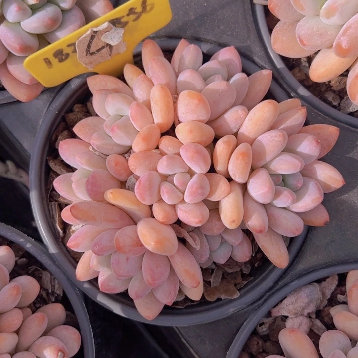 健健康康平平安安