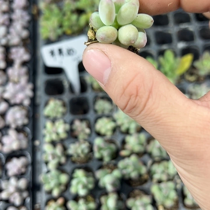 双头苹果奶 满10颗包邮