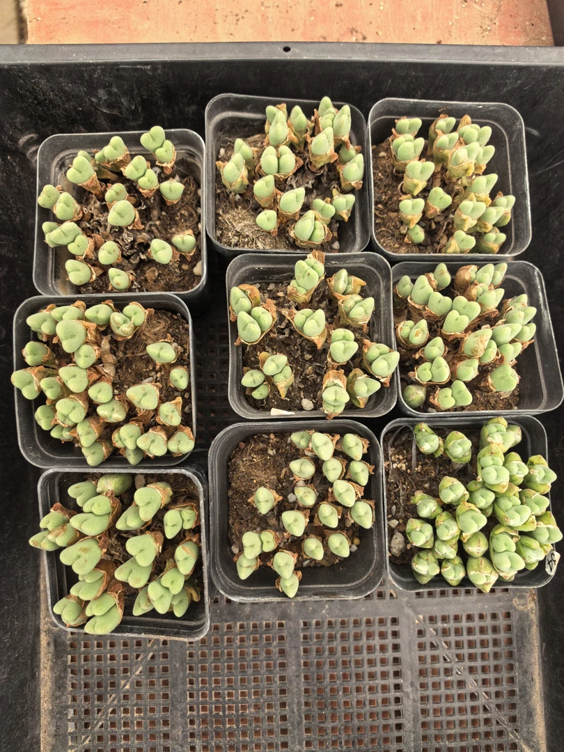 群生少将9颗带盆多肉植物