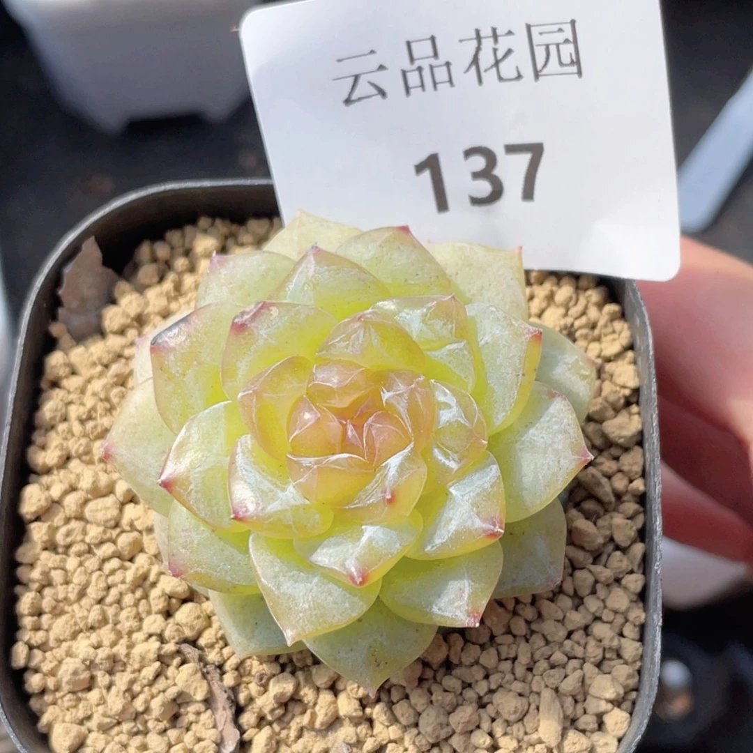 137号糖心冰心珍妮 有微瑕