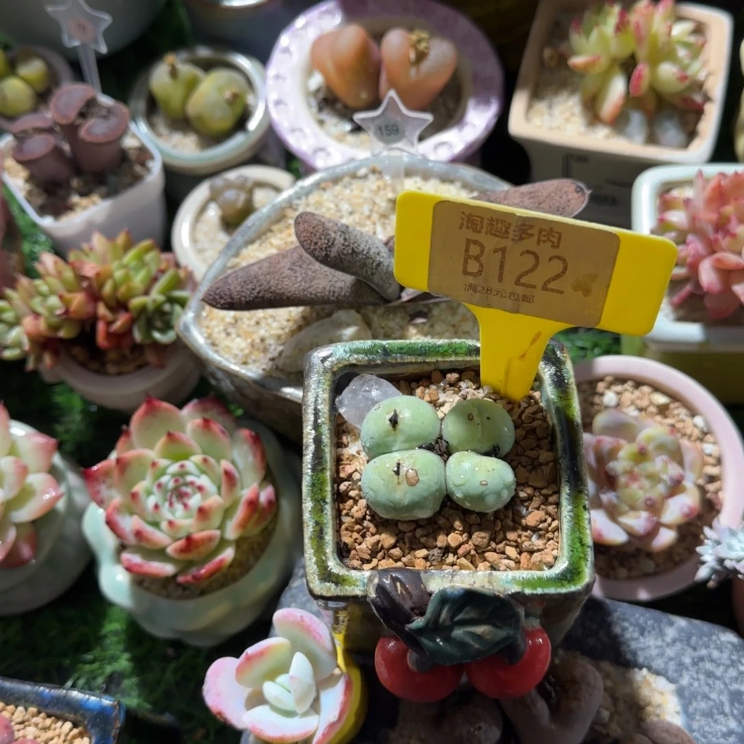 阿***丁多肉植物母本鸽子蛋四头