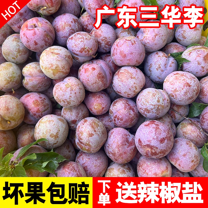 [清园价]正宗广东红心三华李现摘新鲜酸脆李子净重发货