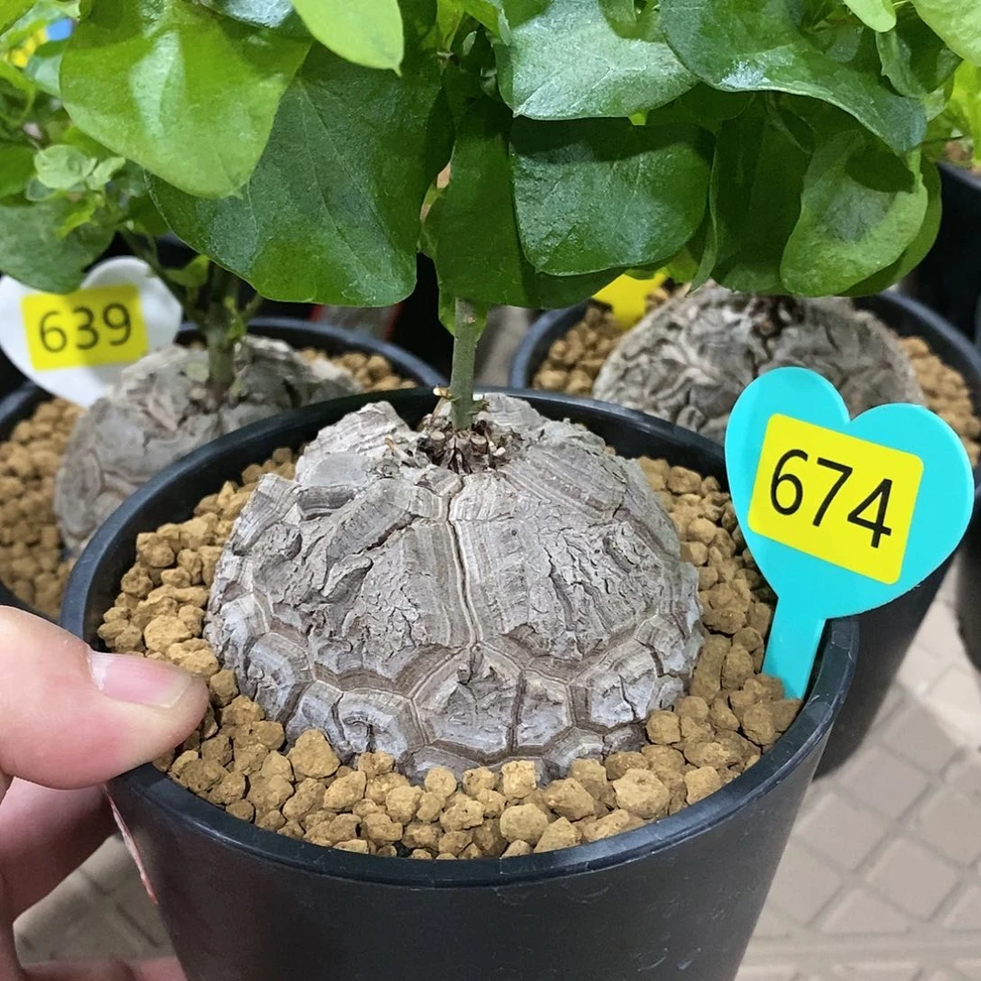 南非龟甲龙龟甲龙