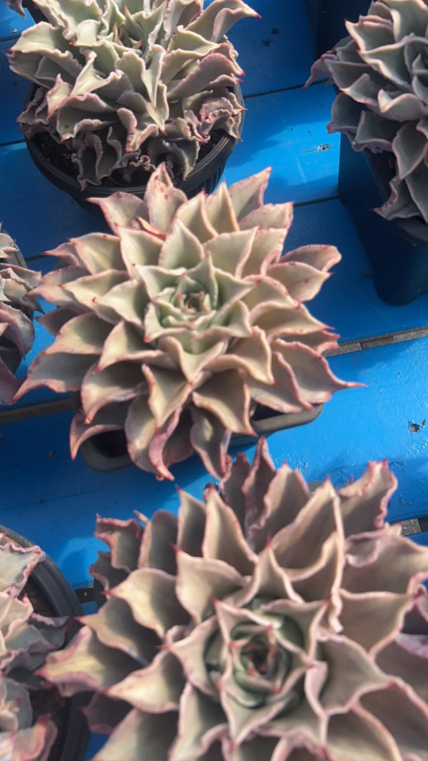红饺子皮大单头精品控养多肉植物